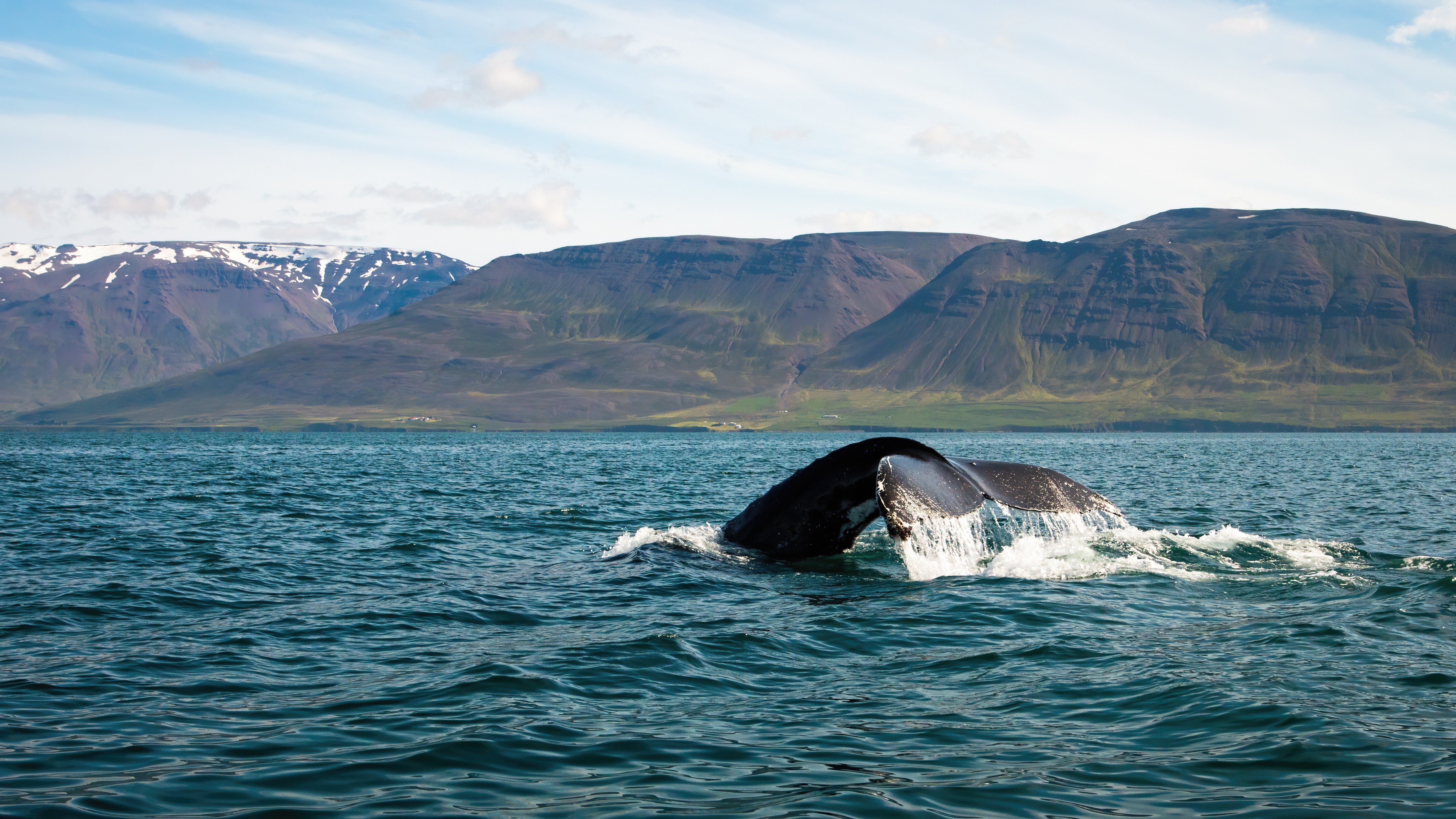 humpback whale in reykjavíks fjords
