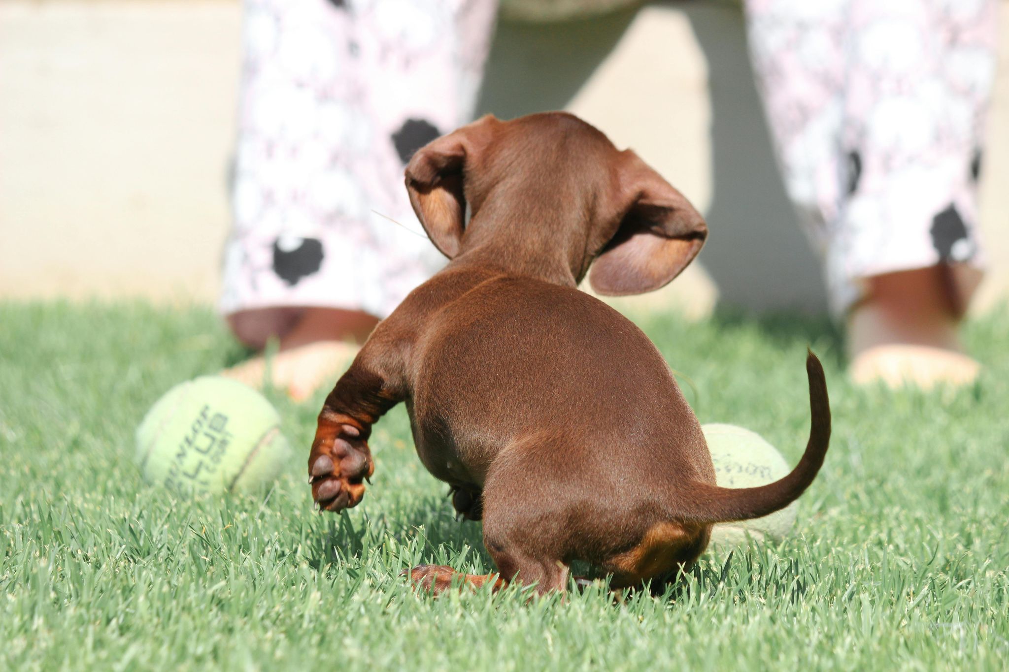 A dog is playing with a tennis ball with a person on the grass.