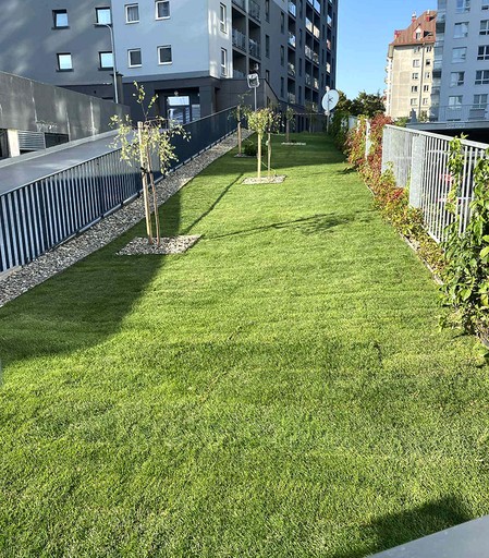 Zieleń przy ogrodzeniu budynku