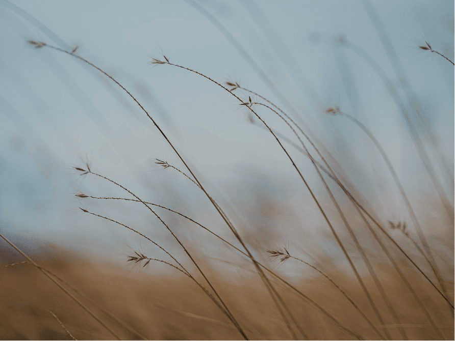 Tall grass swaying in a soft breeze in an open field.