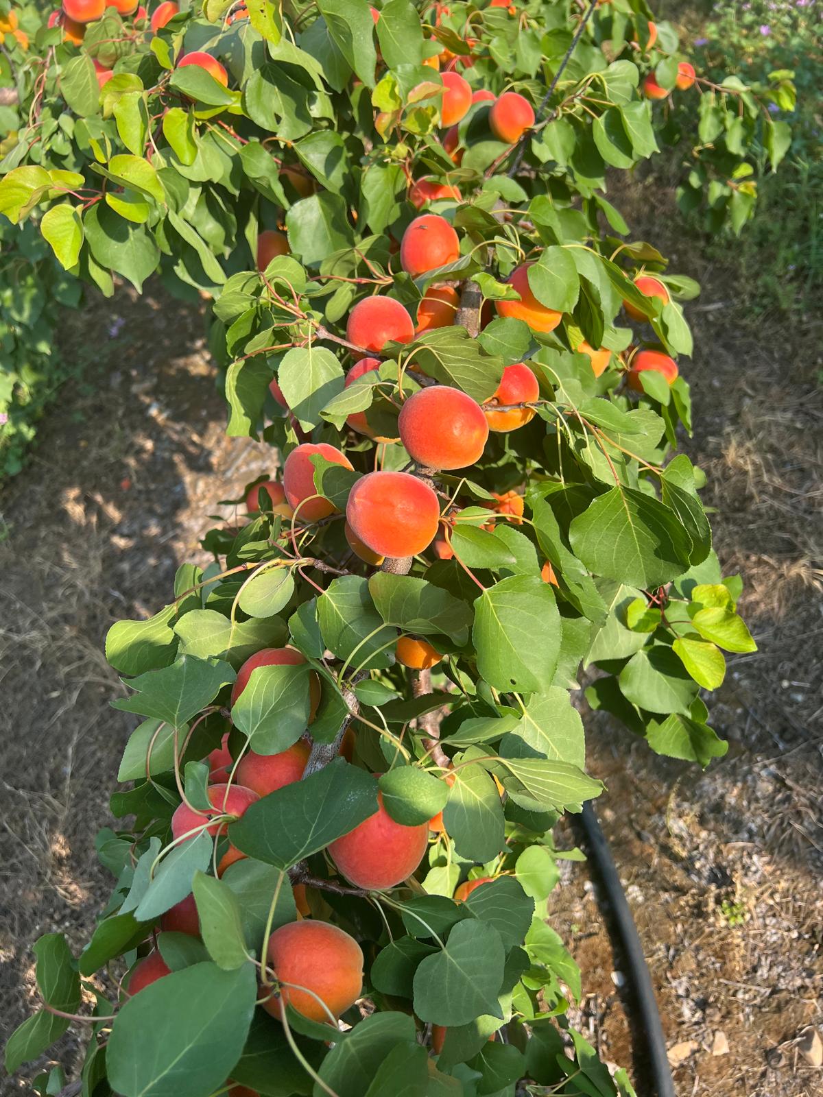 Freshly harvested Greek apricots for wholesale export across Europe, provided by Gabriela Fruit