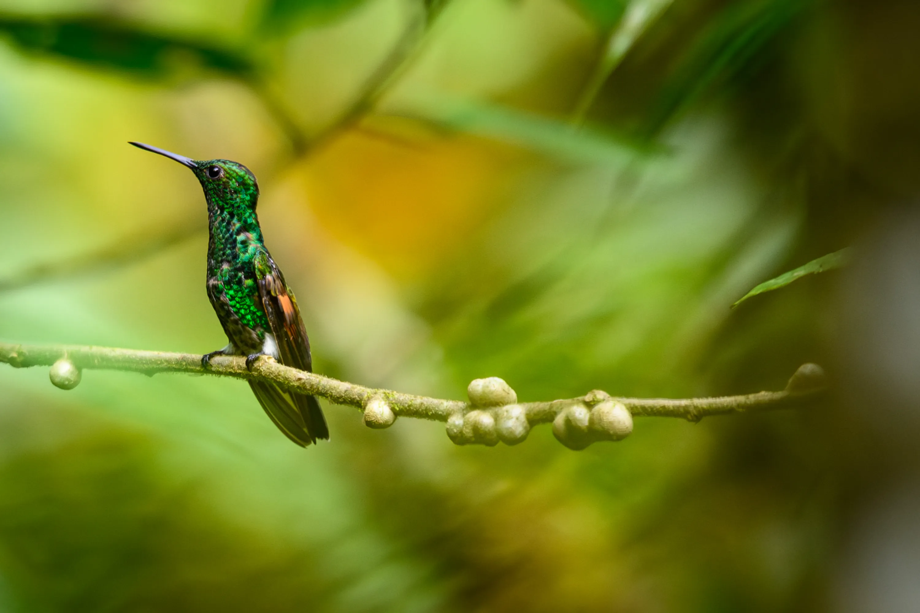 Wilderness & Wildlife 12