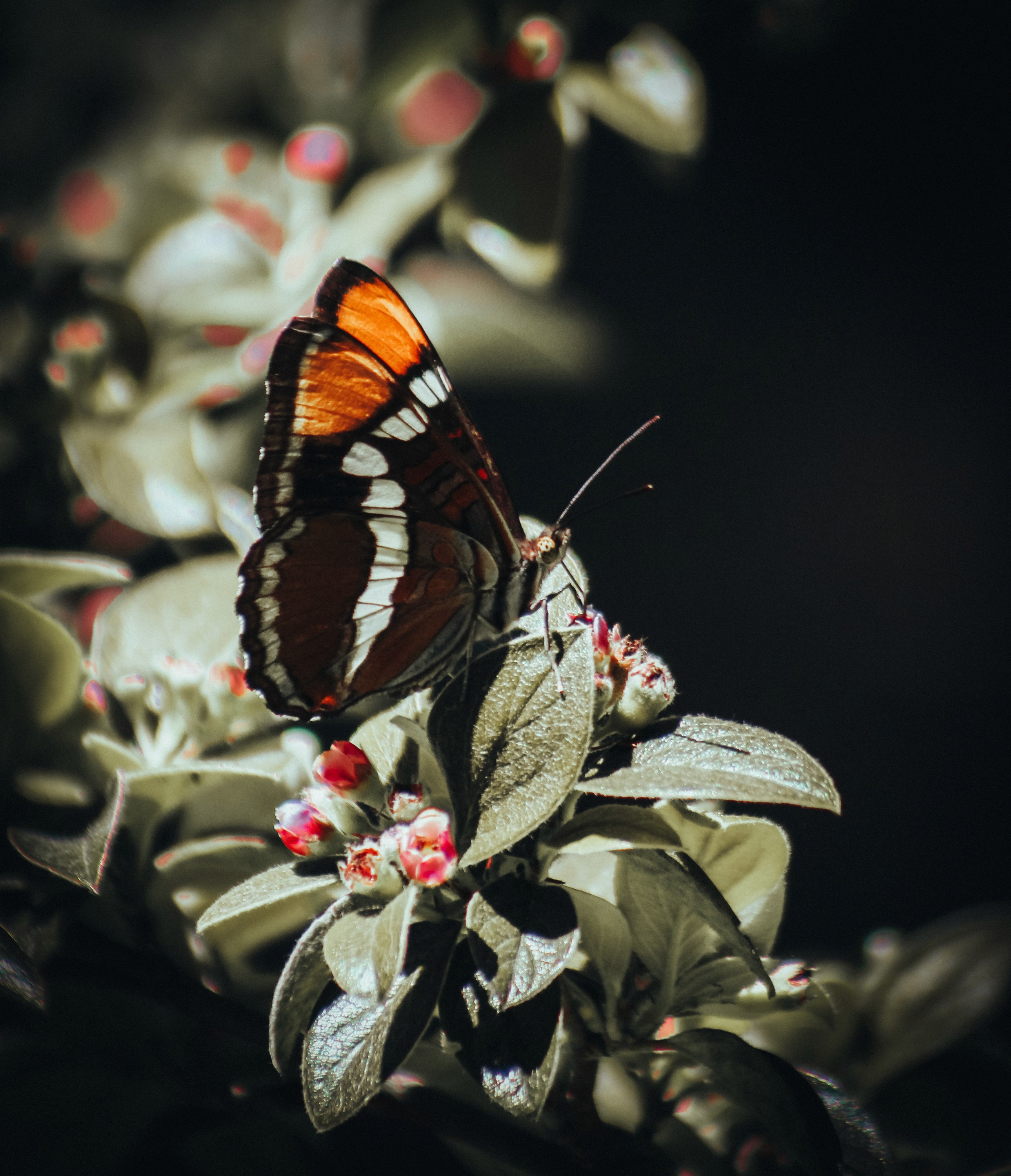 monarch butterfly macro photography