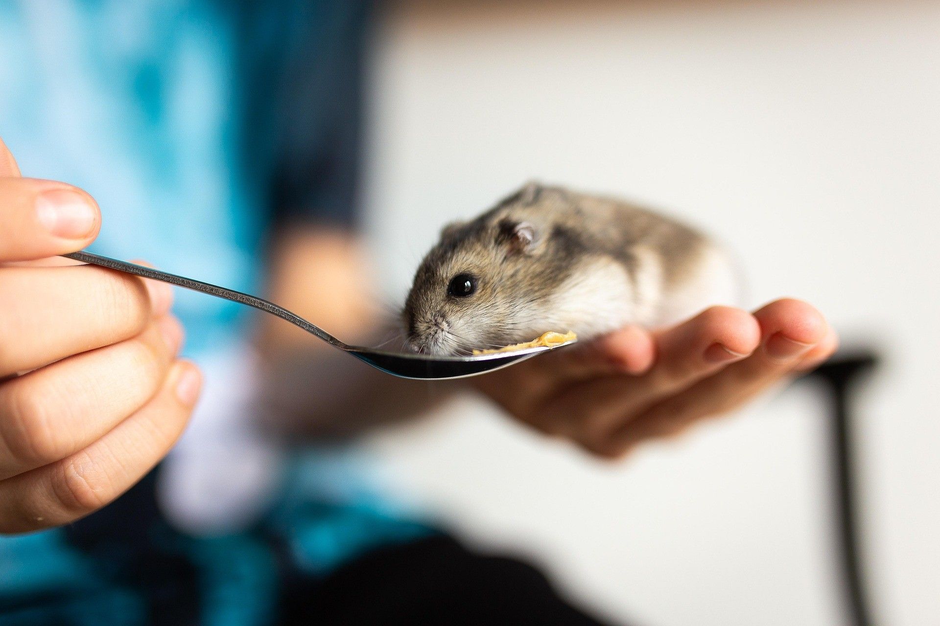 A hamster is being fed by his owner while he sits on his hand