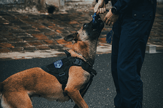 Agent de sécurité cynophile et son chien de surveillance sur un site industriel.