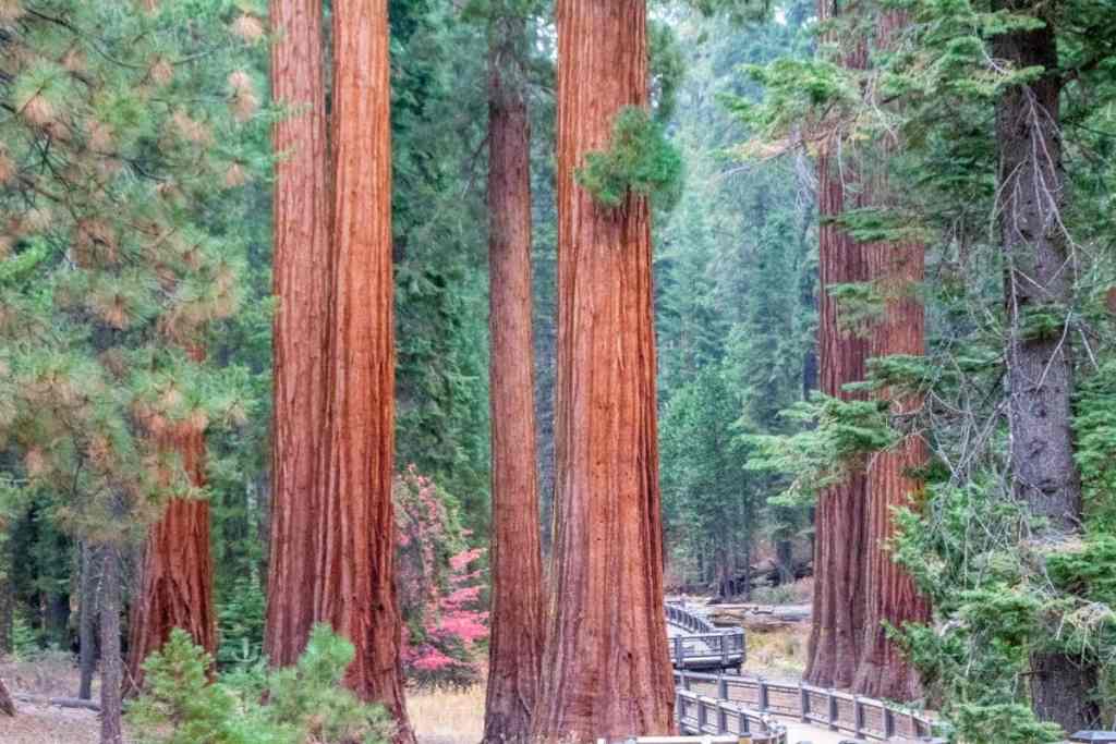 Sequoias, Yosemite