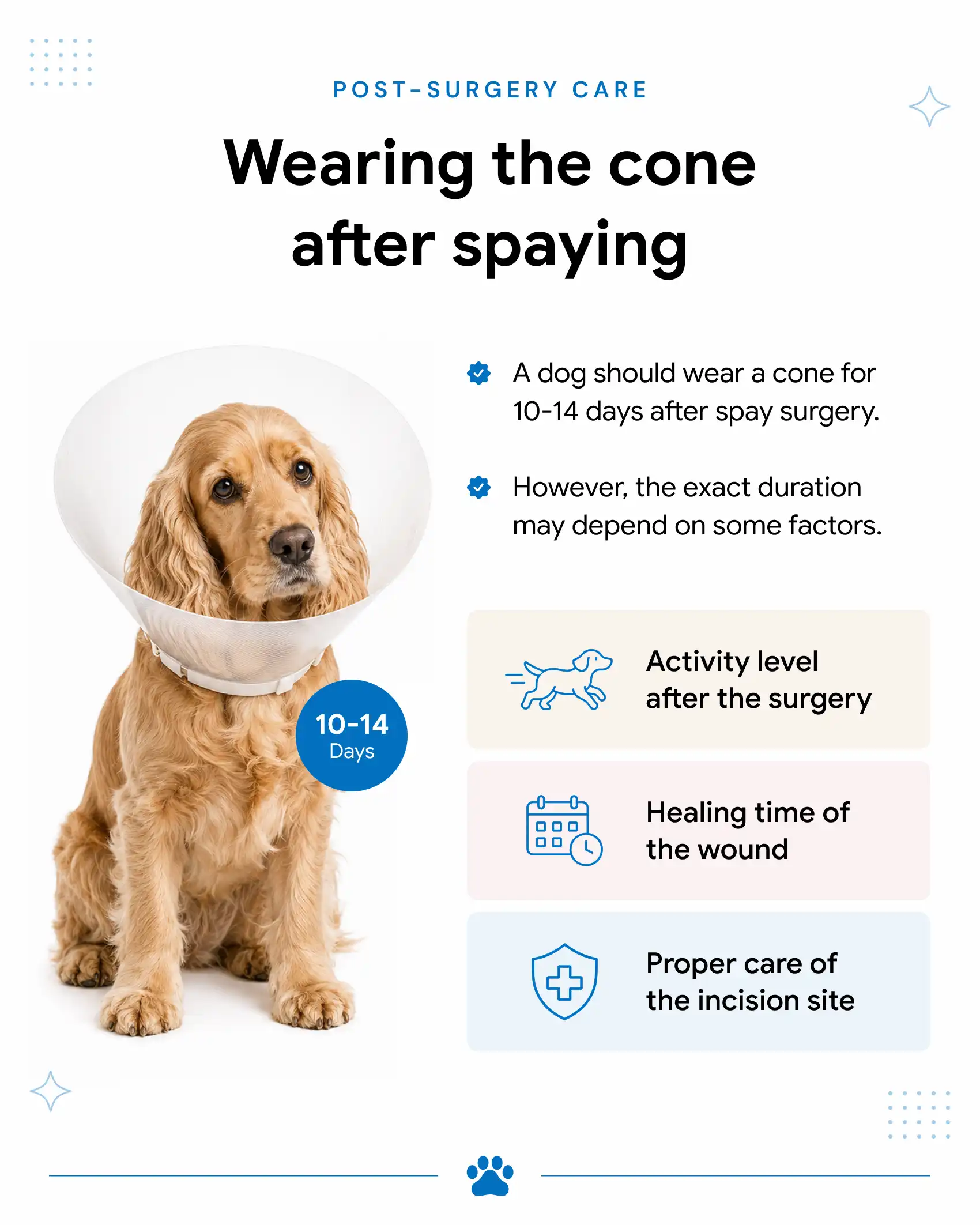 An infographic showing how long a dog must wear a cone after spaying and the factors that affect the longevity of wearing it.
