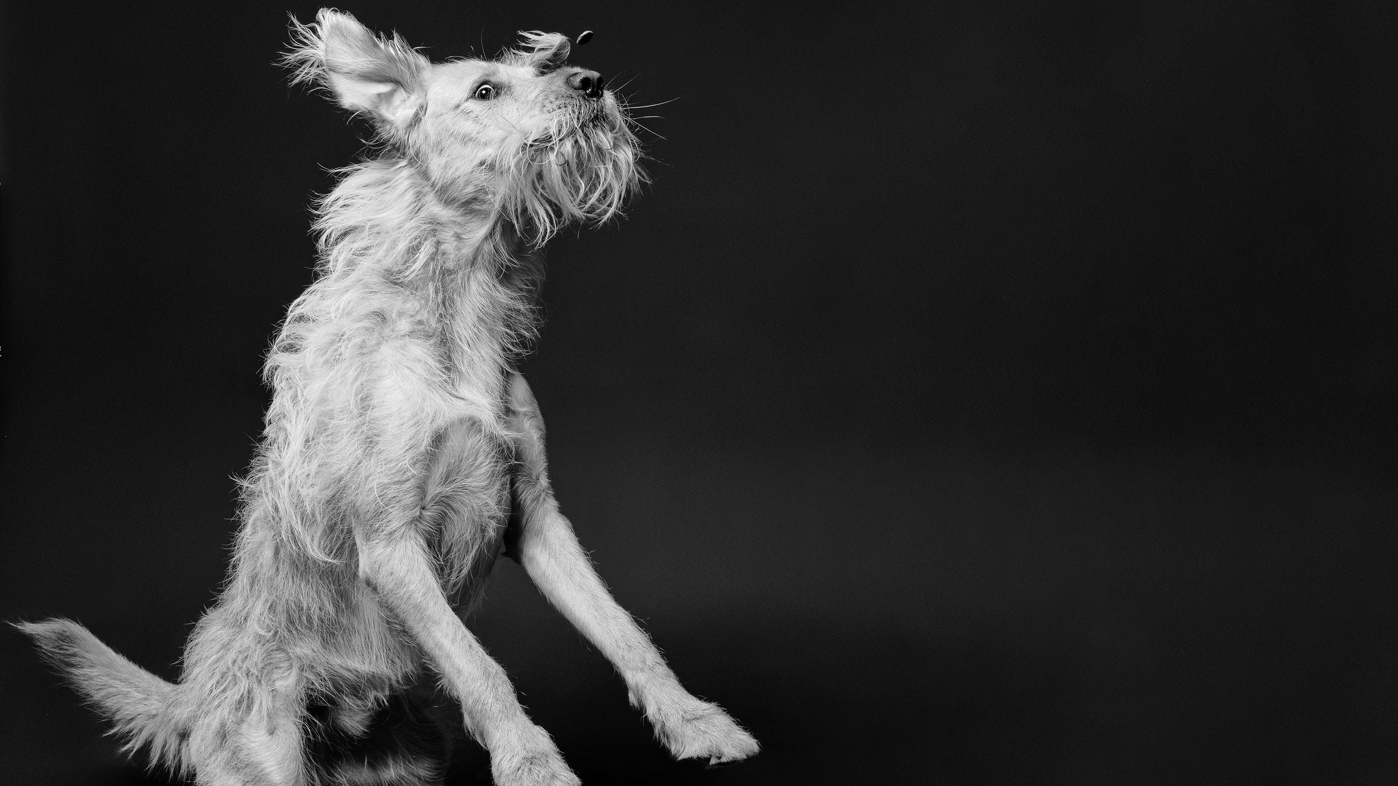 Dog jumping after treat