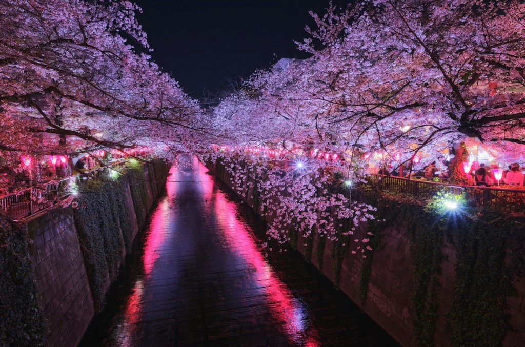 A small river with cherry blossoms on either side