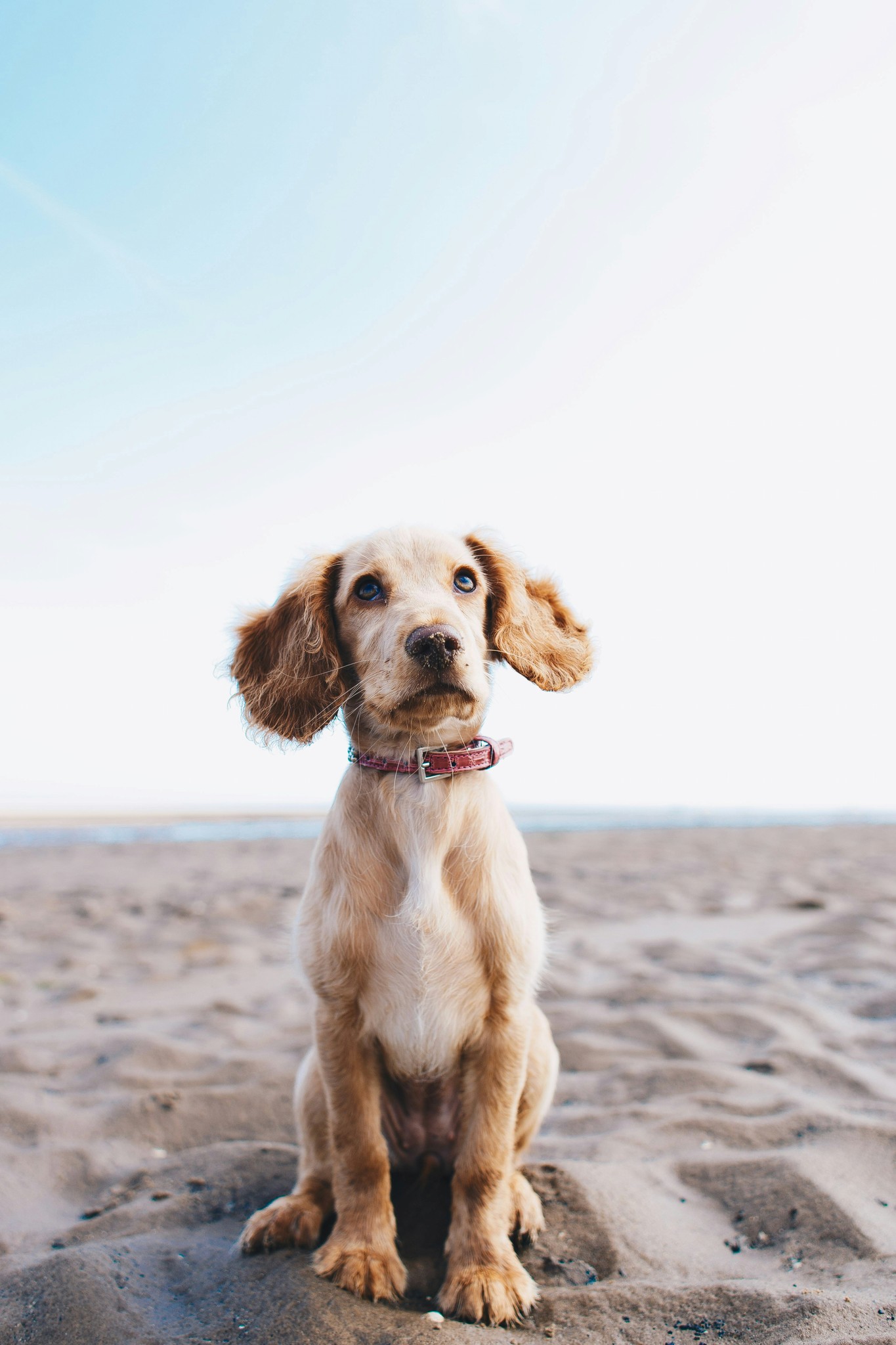 Hund am Strand