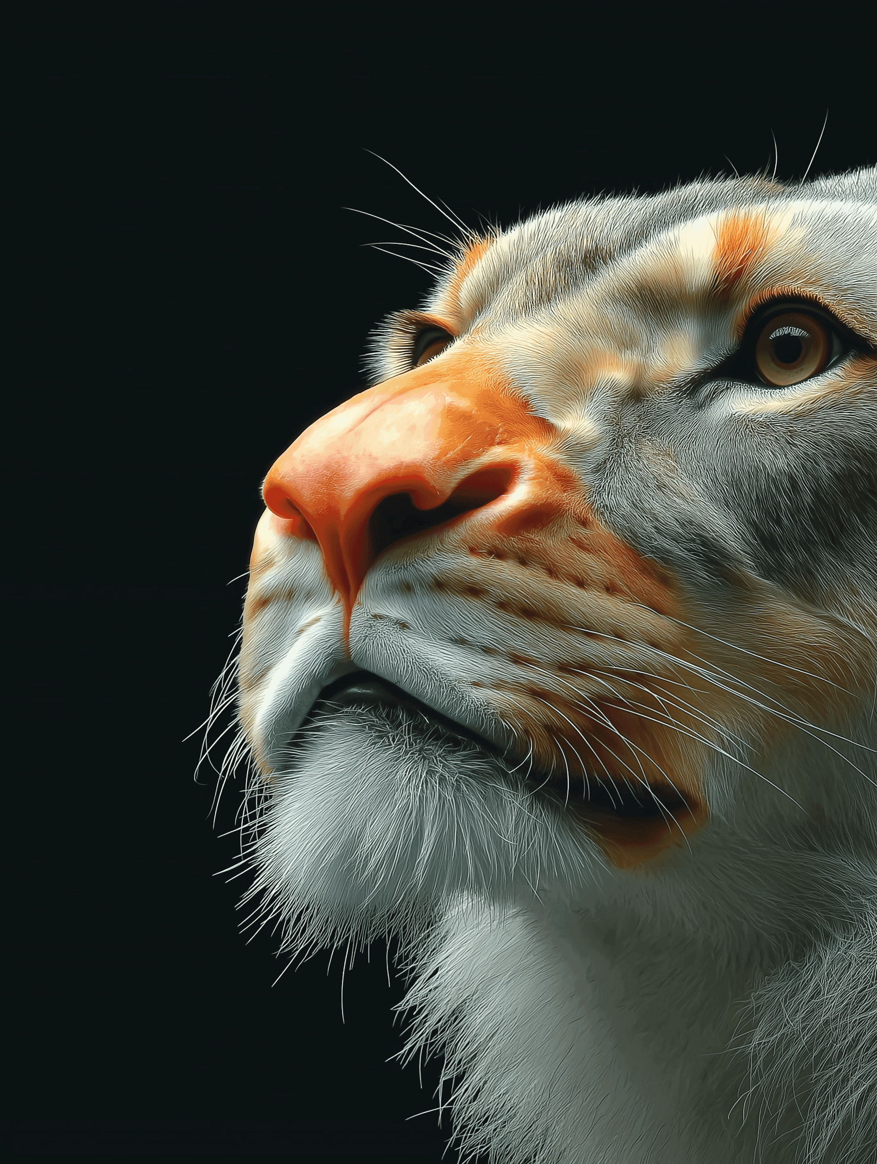 Close-up portrait of a tiger looking upward with soft light on the face