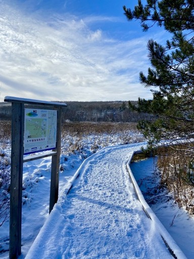 Sentier enneigé bordé de pins sous un ciel d’hiver bleu pâle au parc Missisquoi-Nord.