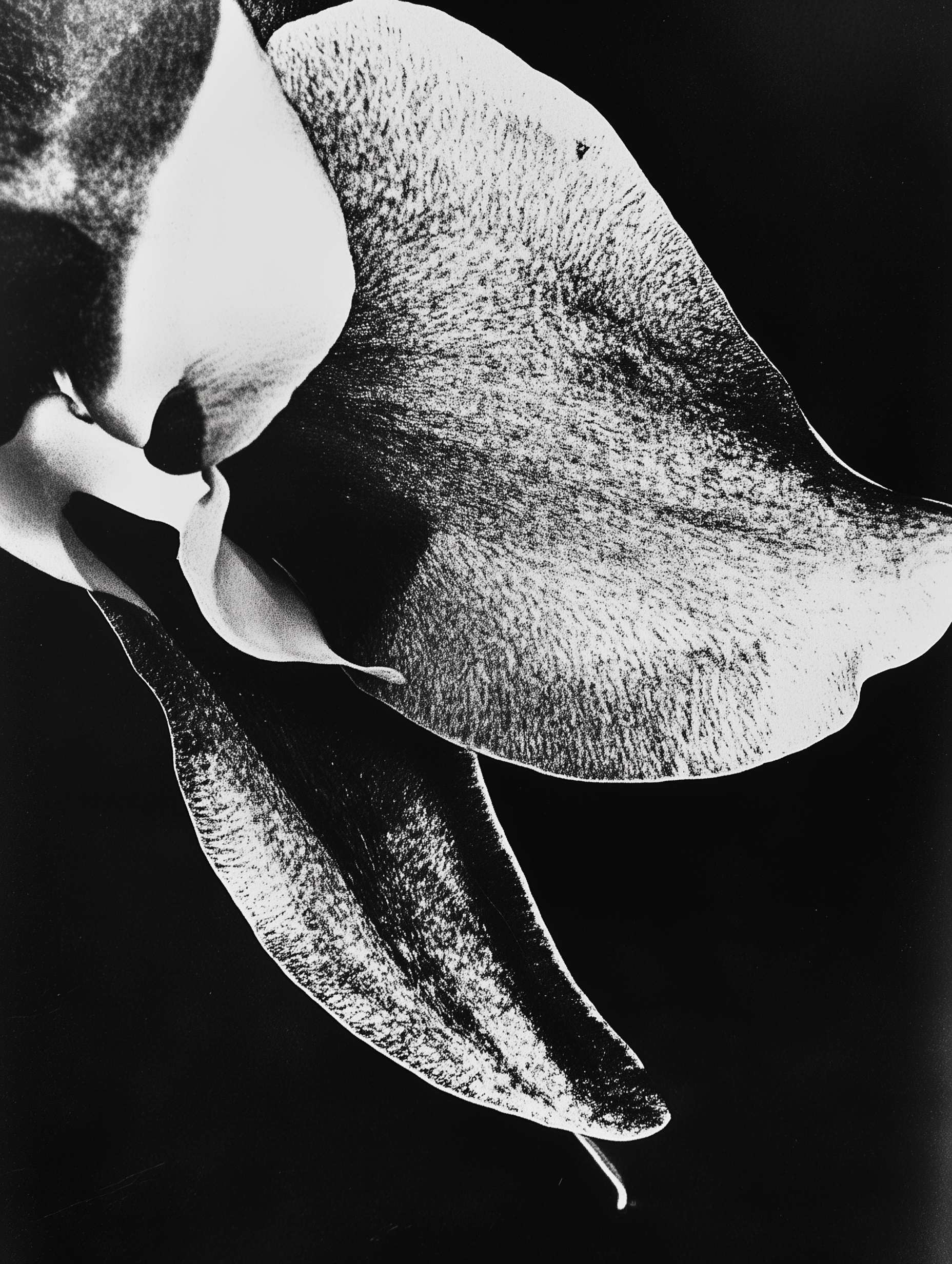 Textured white flower bloom with intricate petal details