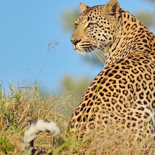 開普敦：日落阿基拉野生動物園之旅與品酒票在開普敦