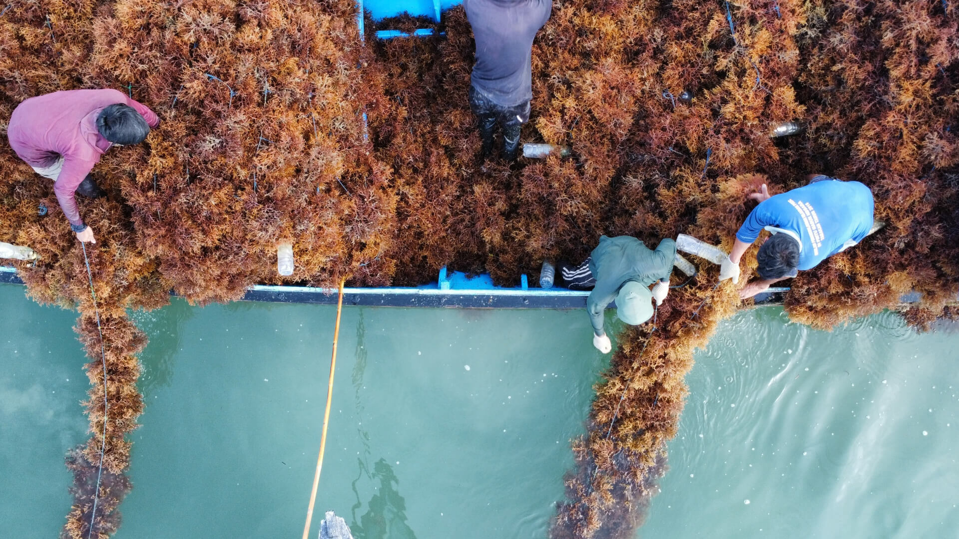 Overhead aerial view of workers on a blue boat harvesting large bundles of brown seaweed from green water, with one person in a smaller boat guiding the floating seaweed below.