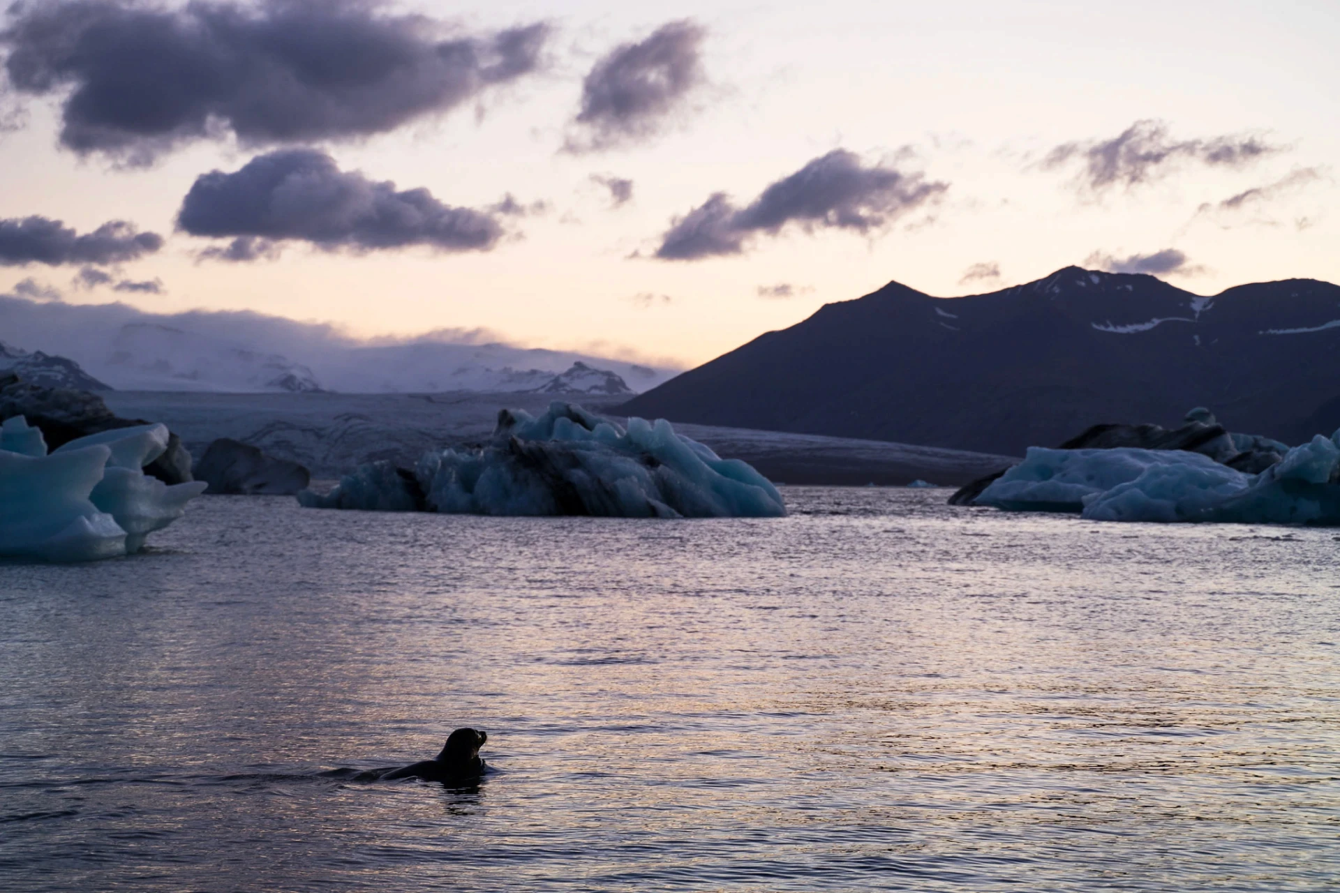Seal swimming in a glacial lagoon with icebergs at dusk.