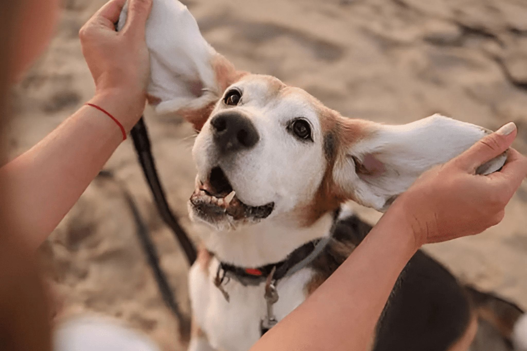 A woman is holding a dog's ears and playing with them on a beach.