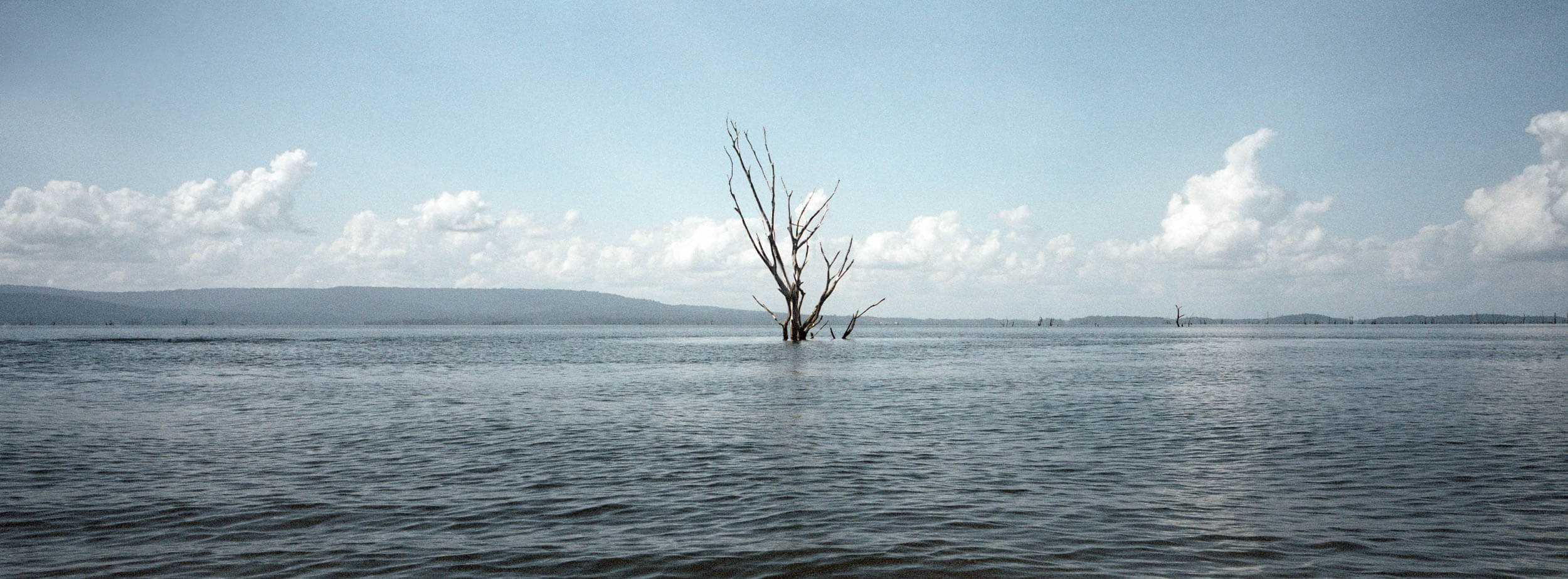 Panoramic film photograph taken with a Hasselblad XPan, showcasing a solitary tree emerging from a serene lake in Suriname, South America. This captivating image highlights the Hasselblad XPan's unique wide-format cinematic aesthetic for landscape photography.