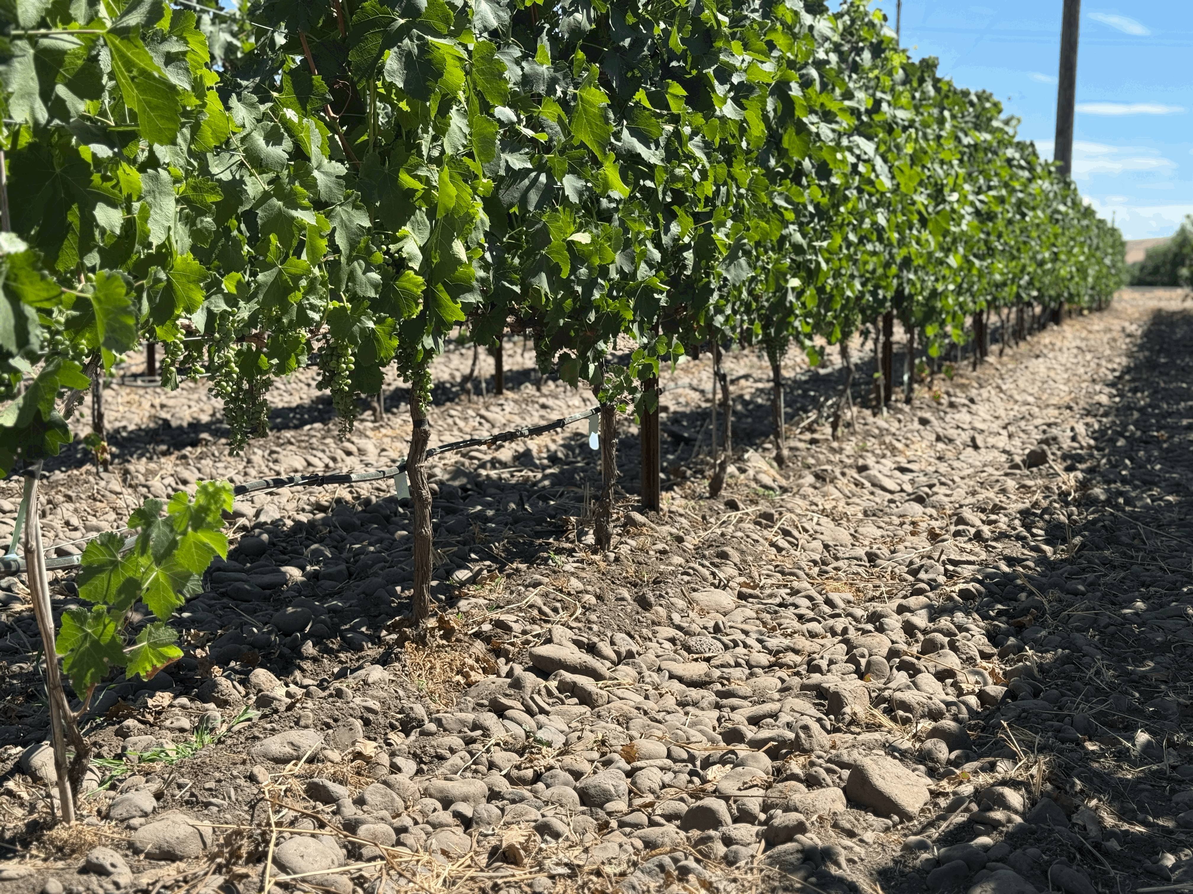 Vines growing among basalt cobblestones in The Rocks District of Milton-Freewater