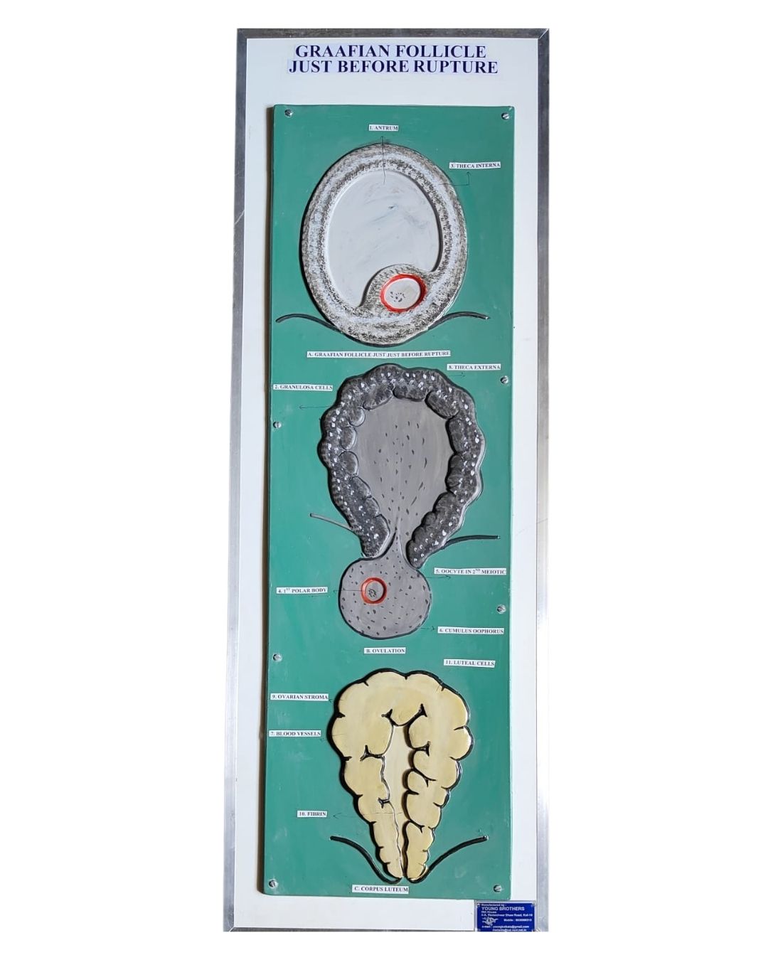 Graafian Follicle Just Before Rupture