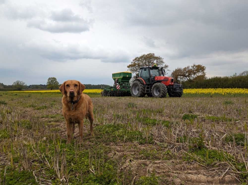 Lady in green overalls in a field doing an experiement