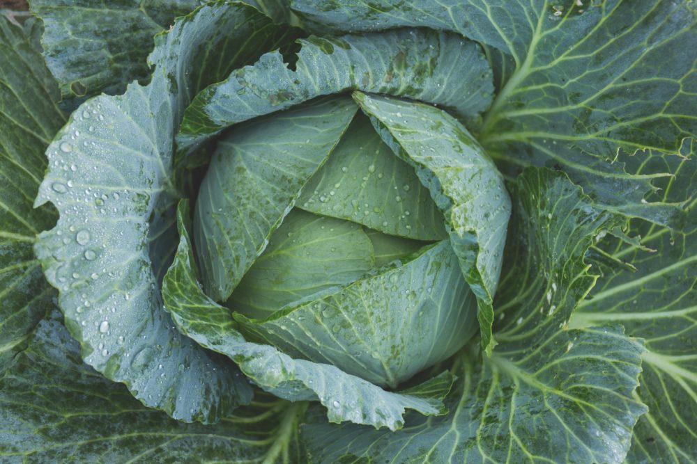 Kale e1494211415118