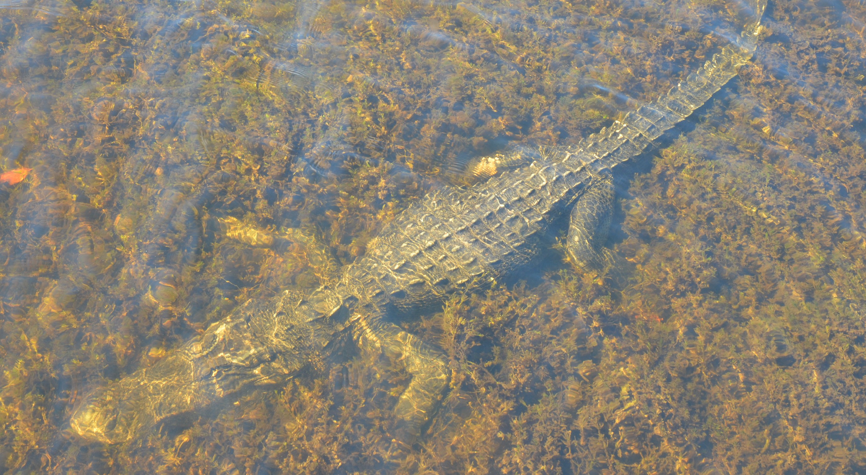 Close-up of a dark green leaf showing its textured surface and central vein against a muted background.