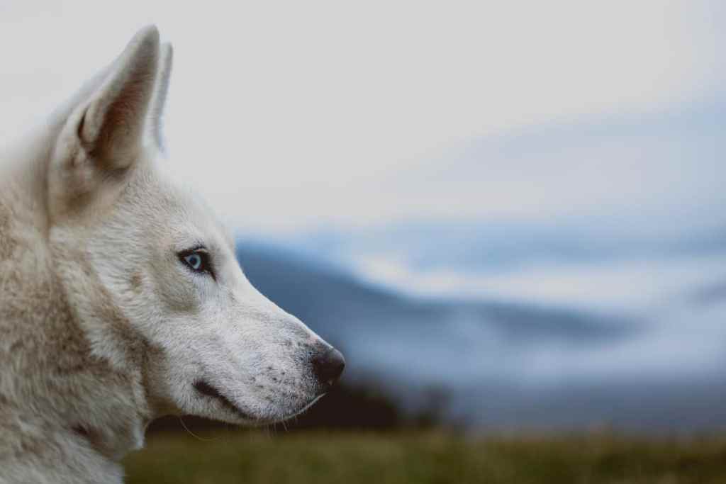 Dog, Svalbard