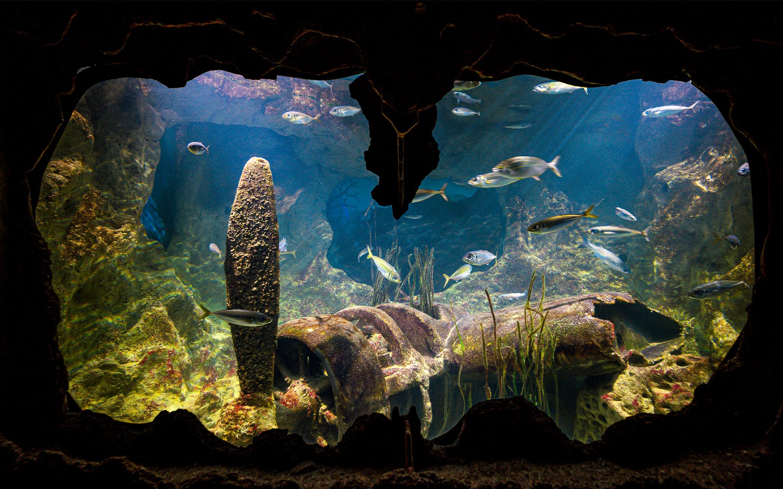 Underwater view of fish swimming around a shipwreck at Malta National Aquarium.