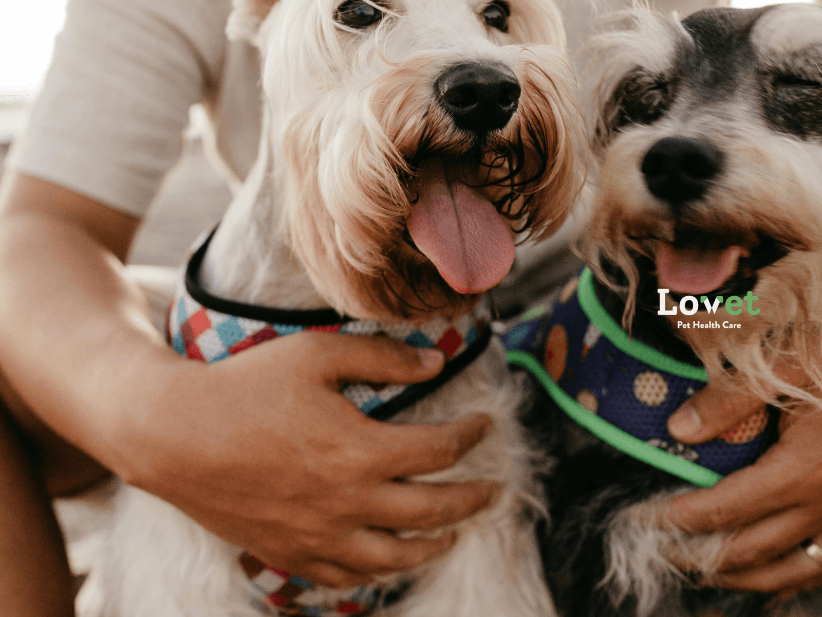 Lovet Pet App