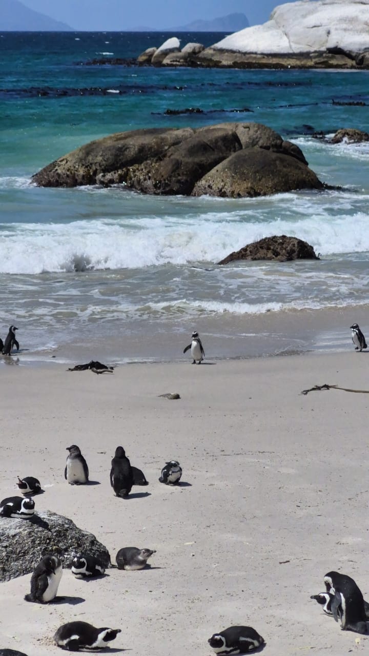Penguins on the beach at Boulders Beach with calm ocean waves visible behind them.
