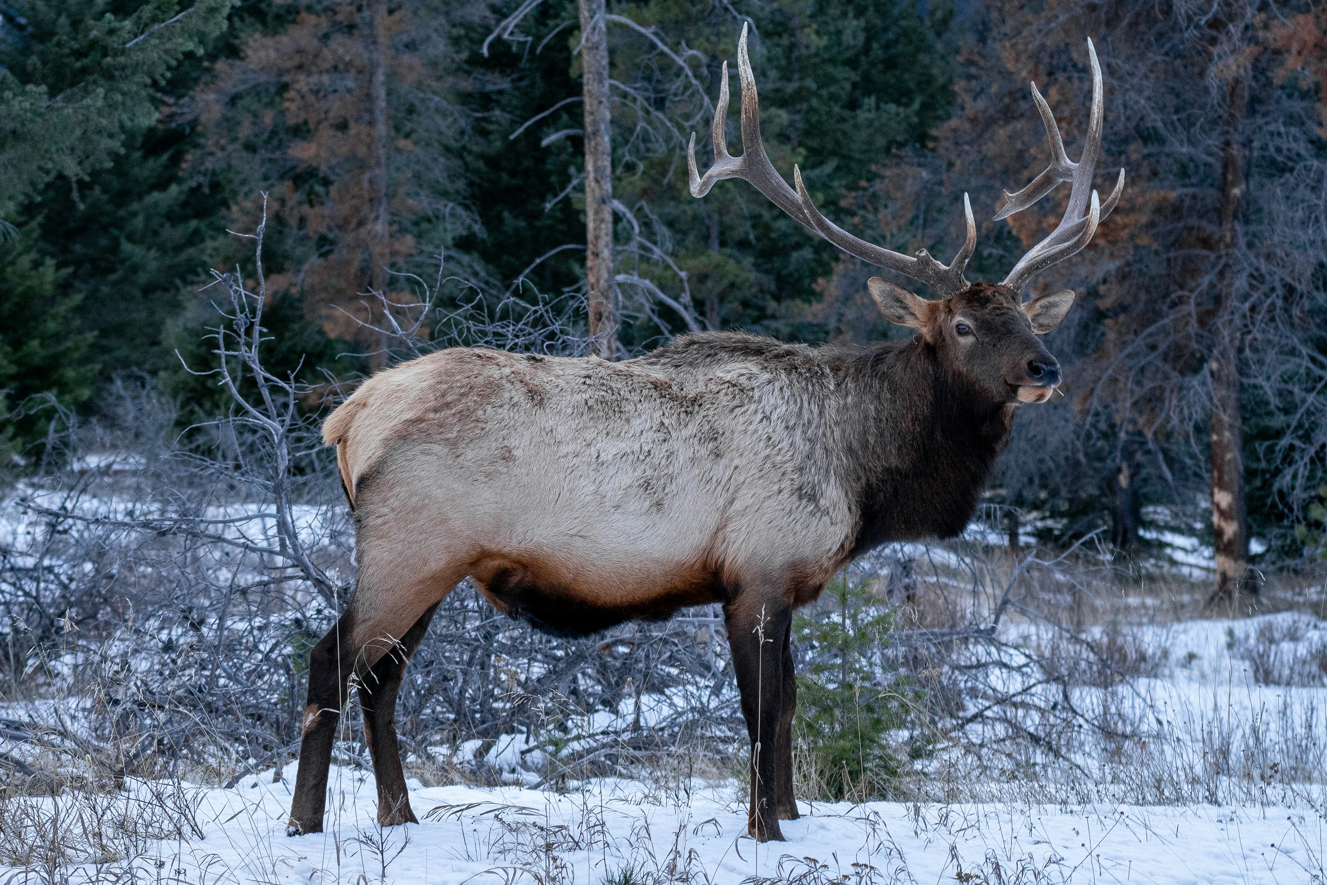 elk in banff