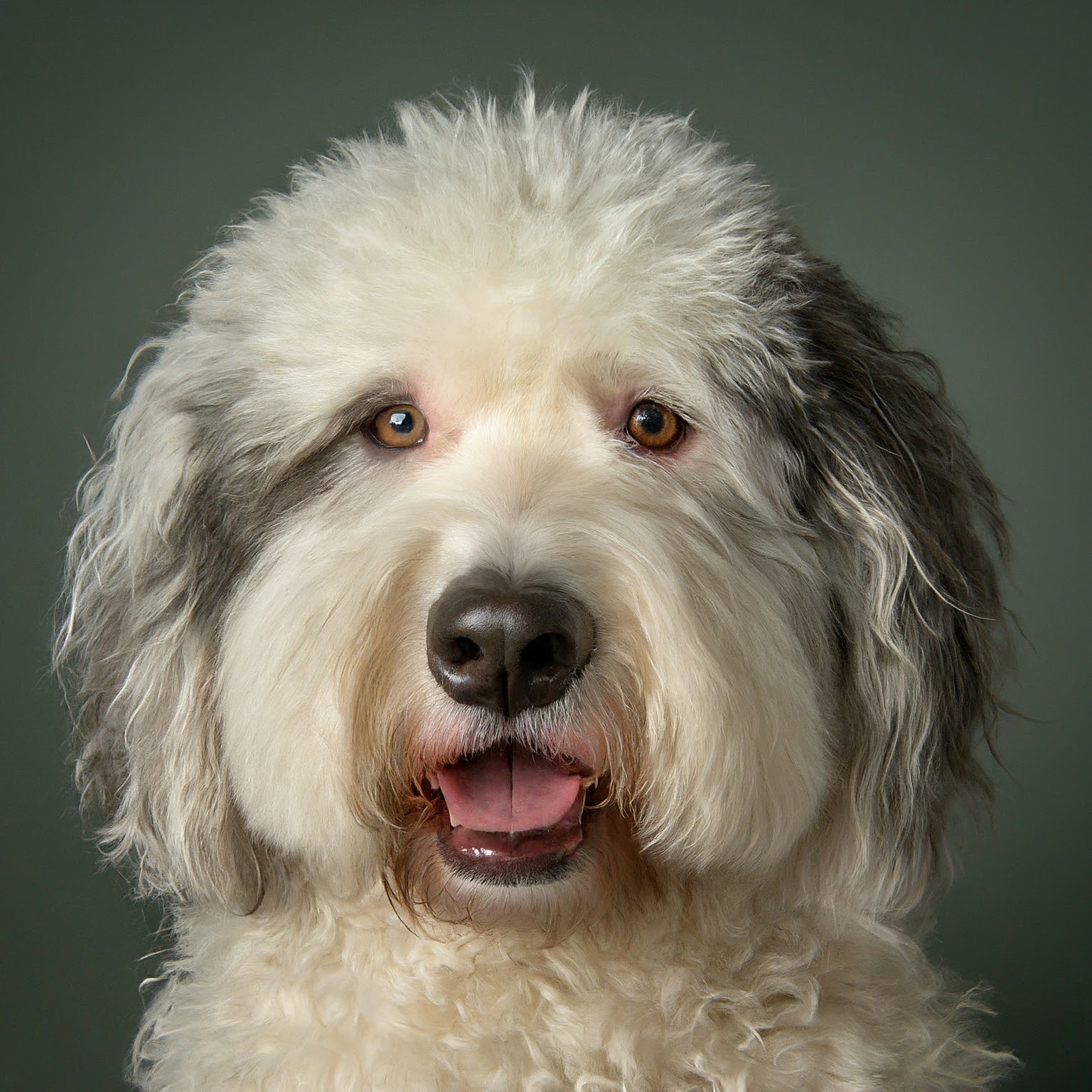 BUDDYUNO, Sheepadoodle