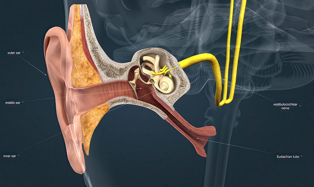 3D illustration of the human ear anatomy, highlighting the structure and components of the inner ear.