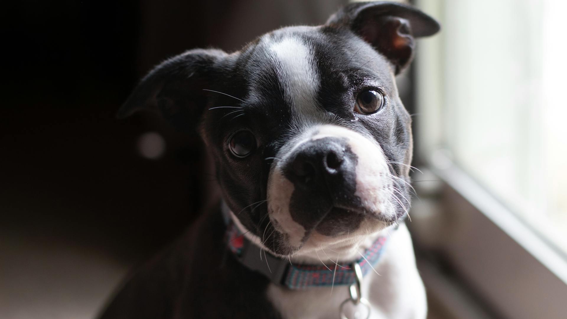 A Boston Terrier is standing by the window and looking straight at the camera.
