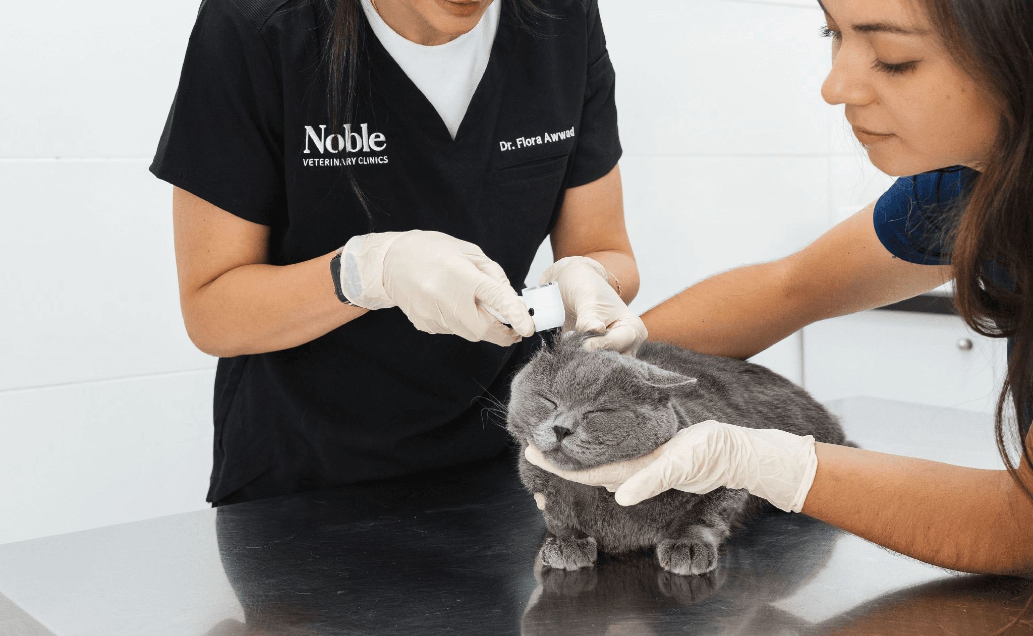 Two veterinarians are checking a cat's ear for ear mites.