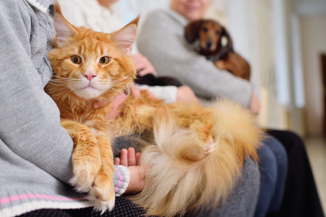 Orange cat held by a person