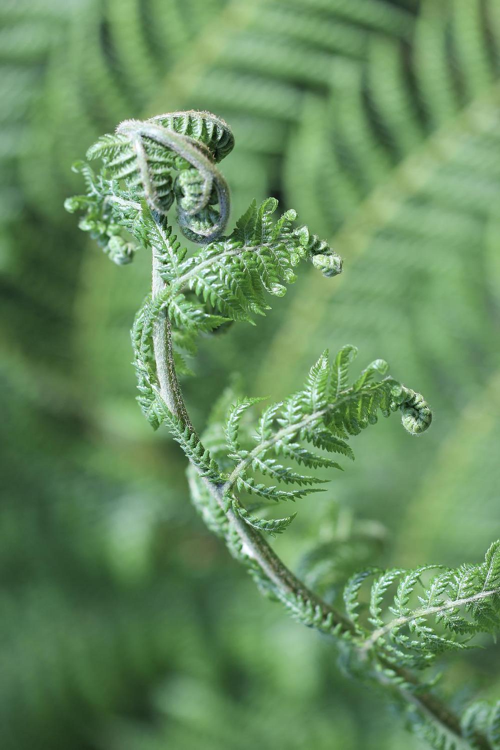 a black and white cat laying on top of a white wall