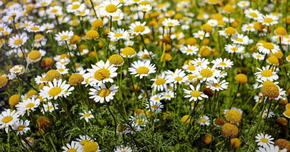 Apigenin is a flavonoid that supports relaxation and longevity.