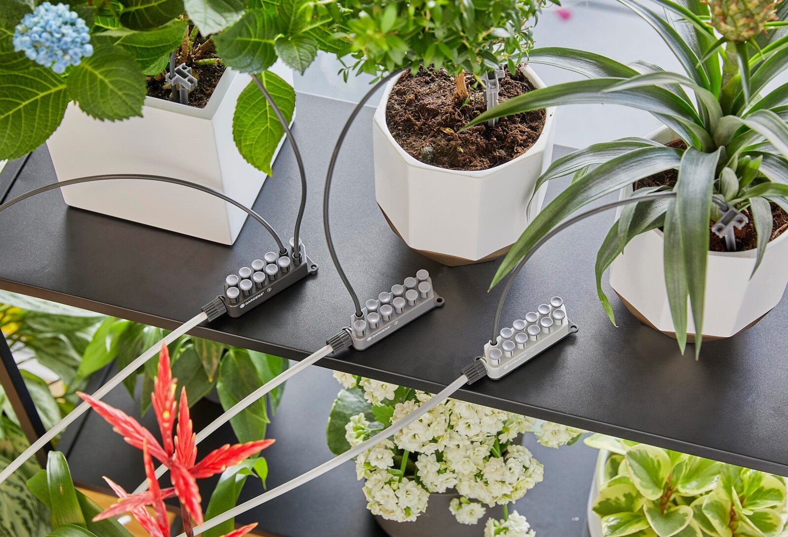 Duże rośliny do kuchni na wymiar w Warszawie które przetrwają wszystkie warunki