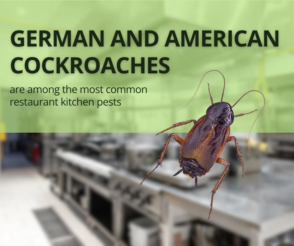 A cockroach displayed over a blurred commercial kitchen background with text stating German and American cockroaches are common restaurant pests.