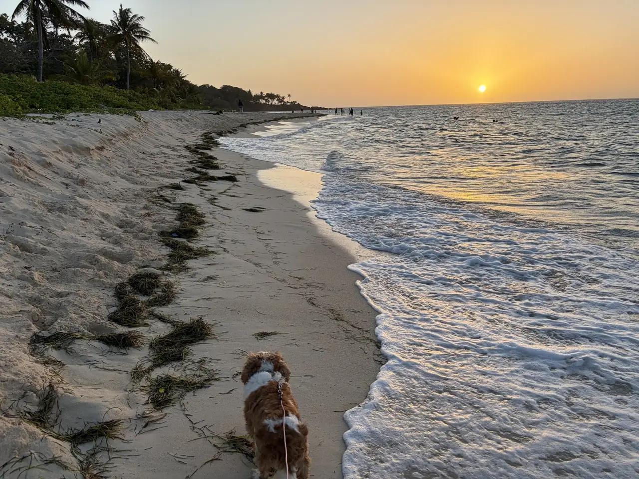 Our dog walking the tide line at Camp Bay at sunset, seagrass washed up along the sand.