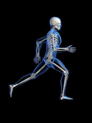 our skeletal system on running position