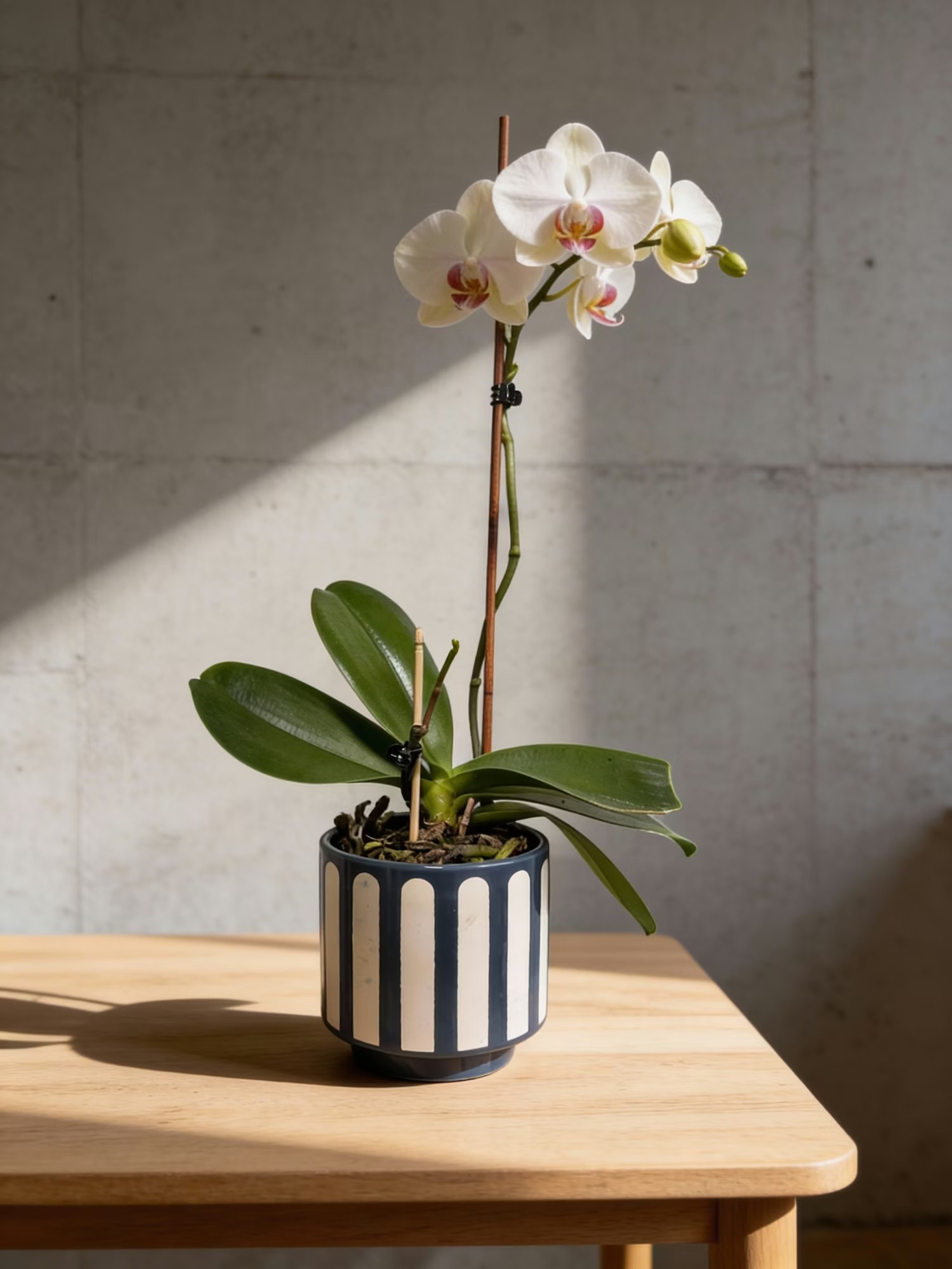 Hand gently holding a green plant cutting, representing nurturing, root-cause healing and the natural approach to women's hormone health