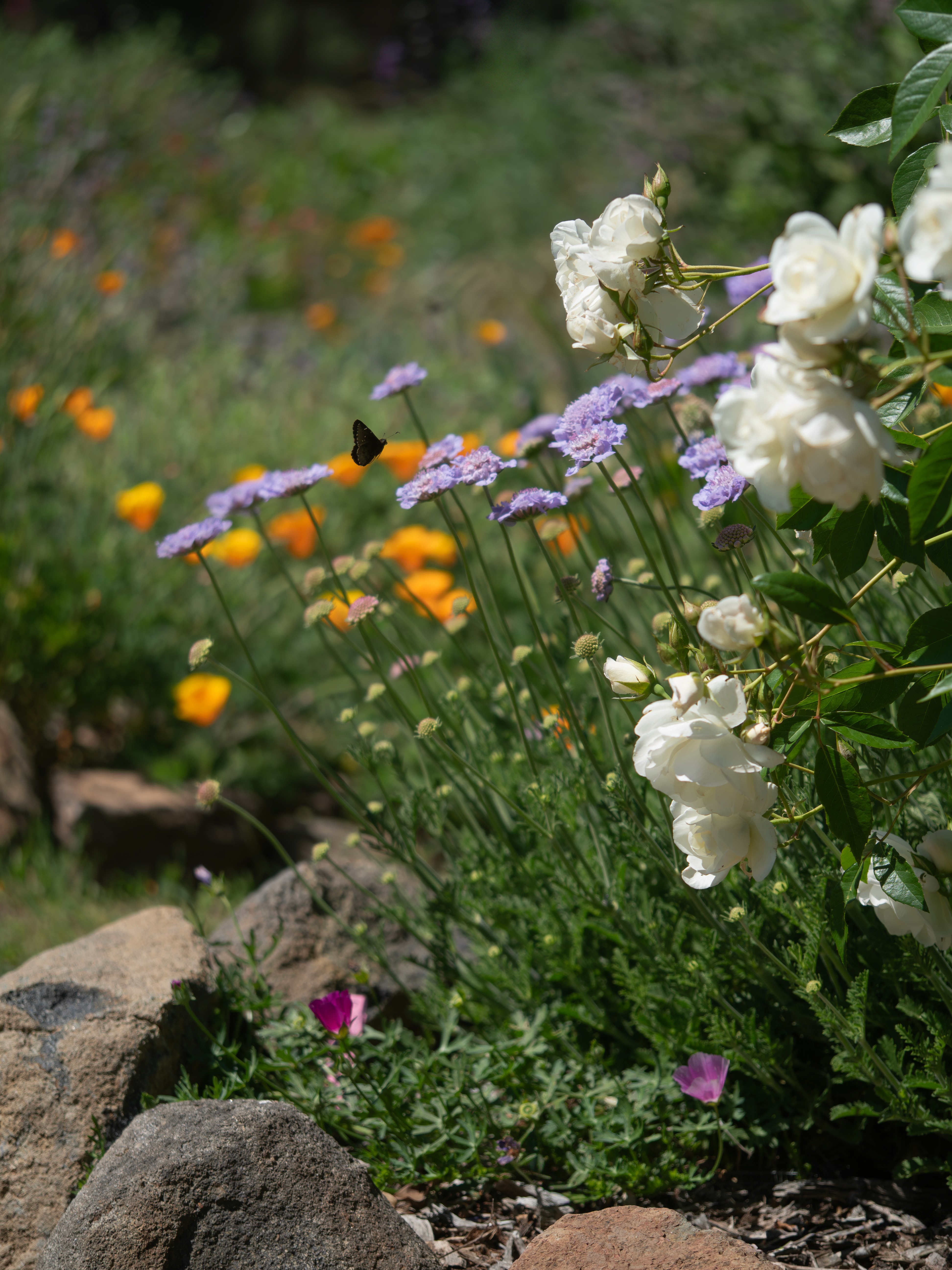 A photograph of the garden-style beds in the flower farm.