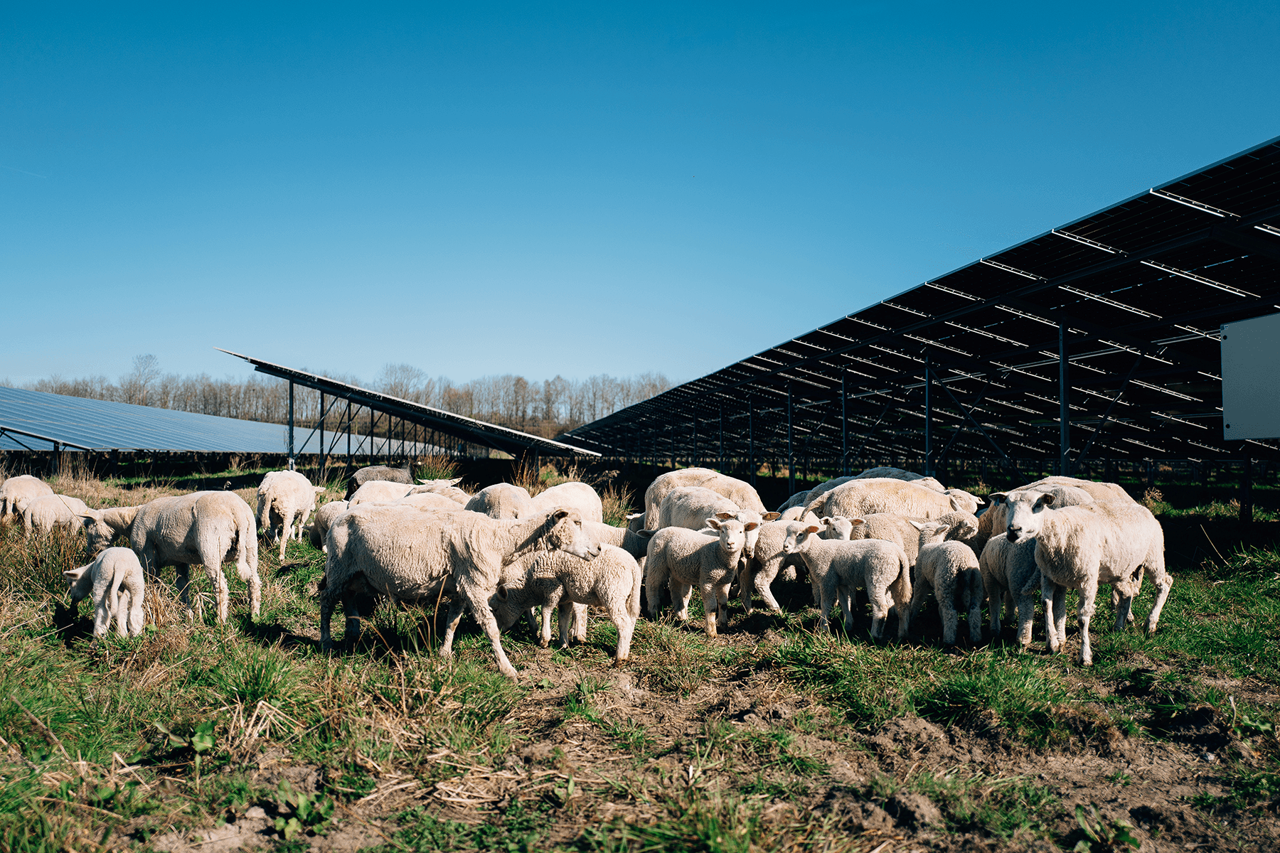 Photovoltaikmodule und Schafbeweidung im Hybriden Energiepark Sande