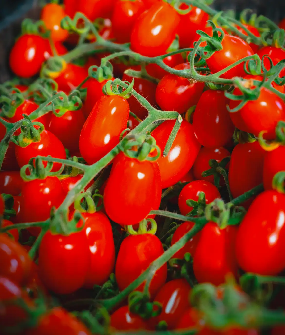 macro pomodoro datterino coltivato dai fratelli vella