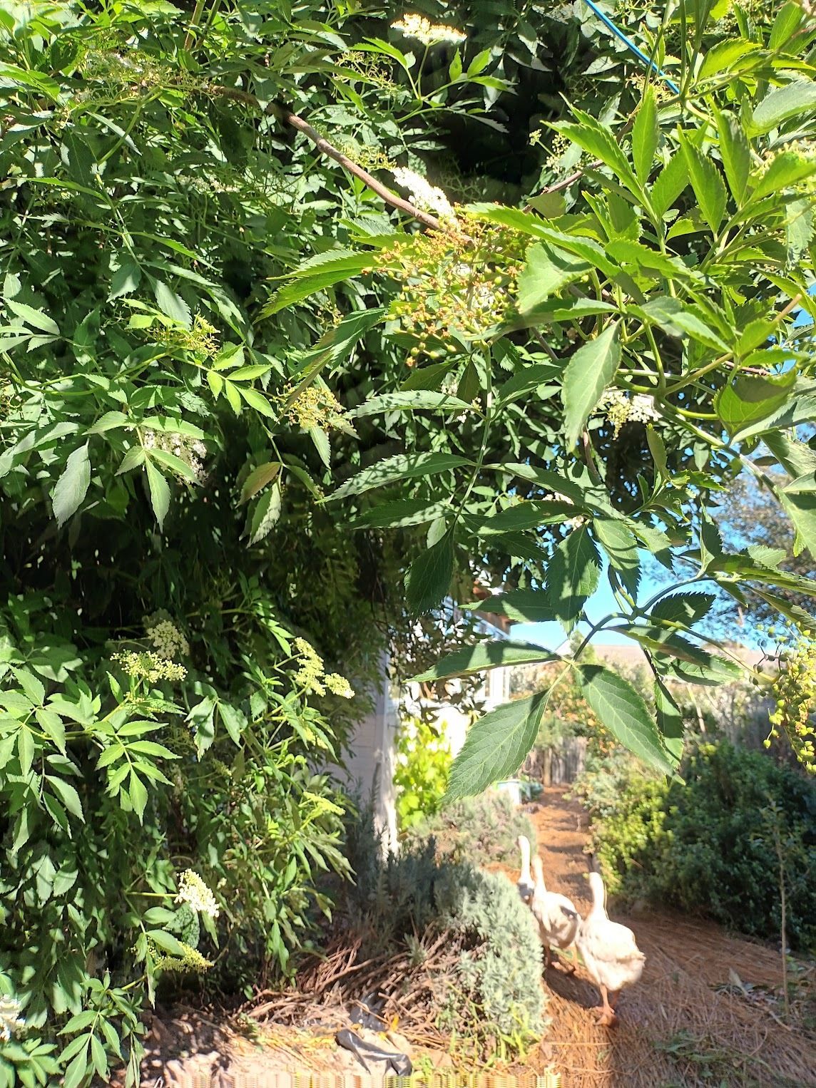 Elderberry harvest