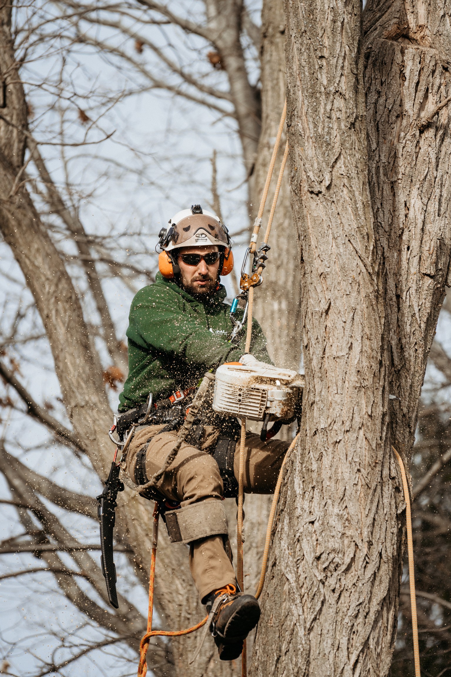 Tree climber cutting limb of tree in oak creek, wisconsin