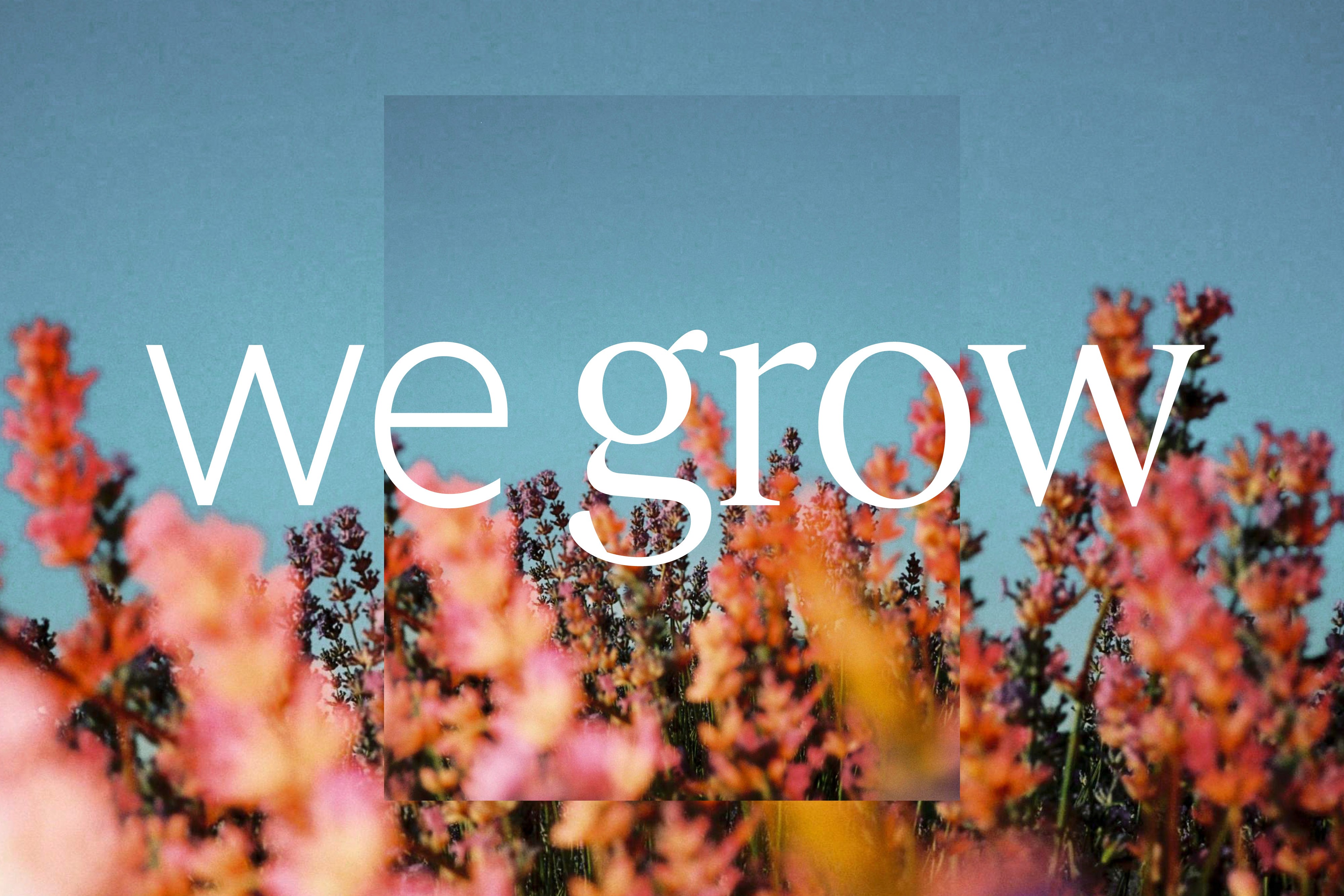 A field of blooming flowers with the text "we grow" overlaying the image against a clear blue sky.